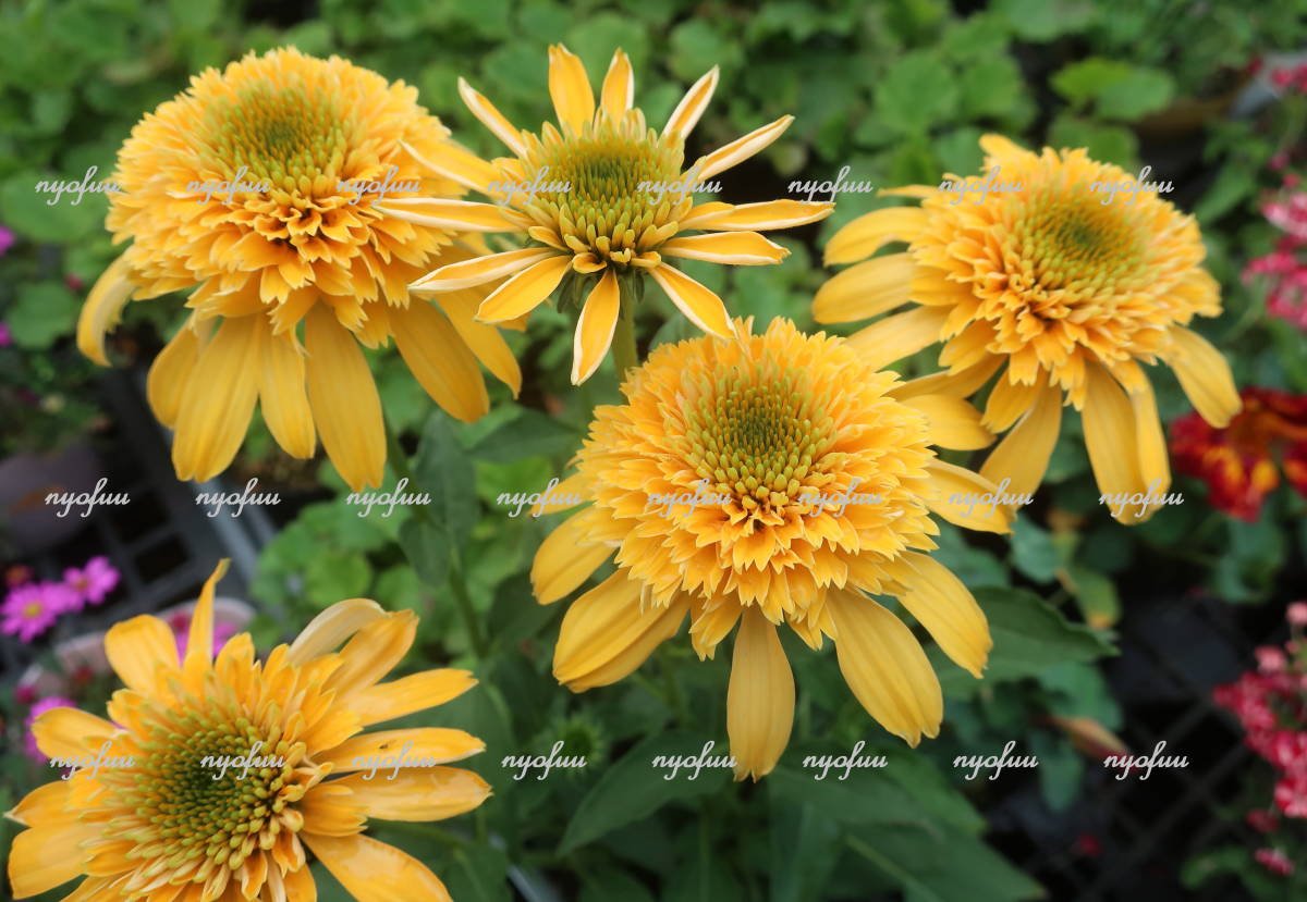 花終わり の アップルグリーン エキナセア バレンギク バレン菊 世界初 八重咲き 切り花 地植え 宿根草 山野草 最新品種 緑 耐寒 草花 Sale 71 Off 最新品種
