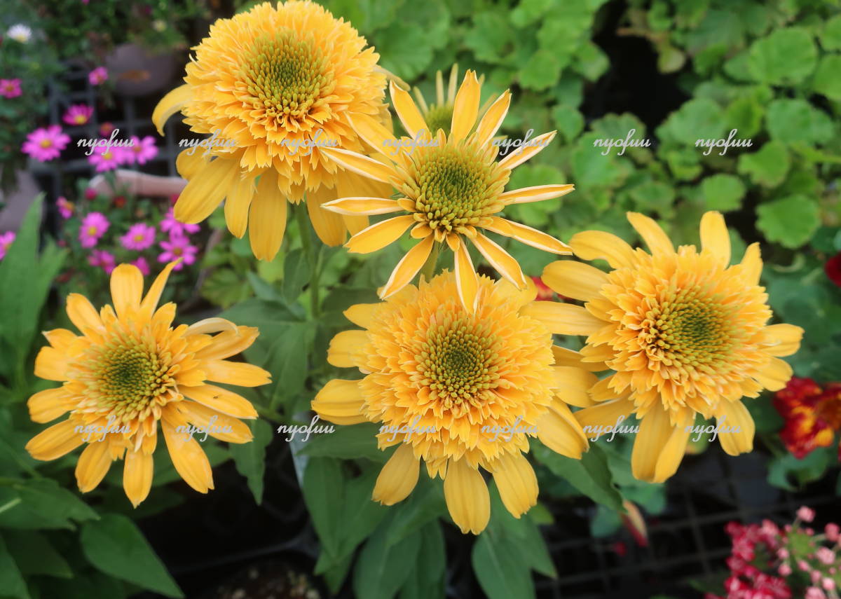 とっておきし新春福袋 花終わり 希少 エキナセア ファンキーホワイト 切り花 バレンギク バレン菊 八重 山野草 宿根 耐寒 草花 地植え ガーデニング 宿根草 3mdenergy Com