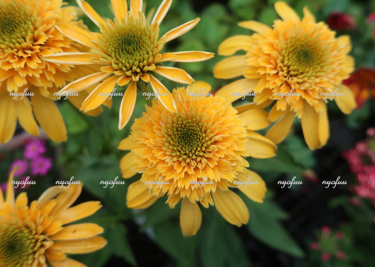 花終わり エキナセア ガーデニング バレンギク バレン菊 ファンキーホワイト 八重 切り花 地植え 宿根 宿根草 山野草 希少 耐寒 草花 出群 希少