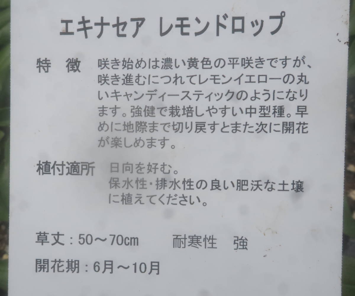 とっておきし新春福袋 花終わり 希少 エキナセア ファンキーホワイト 切り花 バレンギク バレン菊 八重 山野草 宿根 耐寒 草花 地植え ガーデニング 宿根草 3mdenergy Com