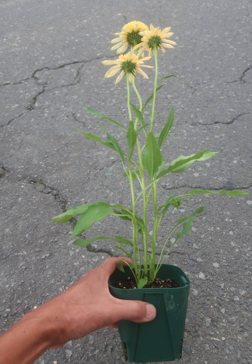 とっておきし新春福袋 花終わり 希少 エキナセア ファンキーホワイト 切り花 バレンギク バレン菊 八重 山野草 宿根 耐寒 草花 地植え ガーデニング 宿根草 3mdenergy Com