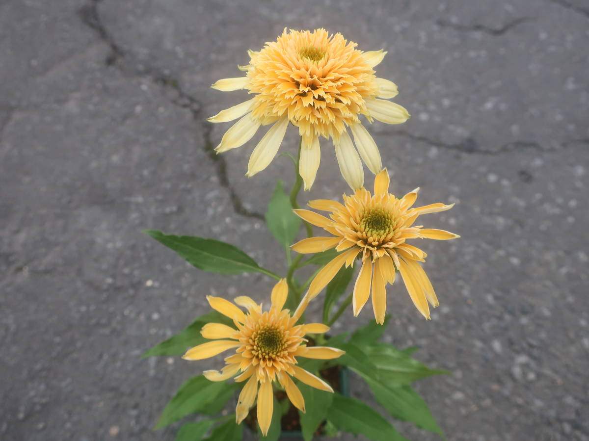 来年用 八重咲き エキナセア レモンドロップ バレンギク 切り花 耐寒 宿根 山野草 バレン菊 草花 地植え ガーデニング 花 売買されたオークション情報 Yahooの商品情報をアーカイブ公開 オークファン Aucfan Com