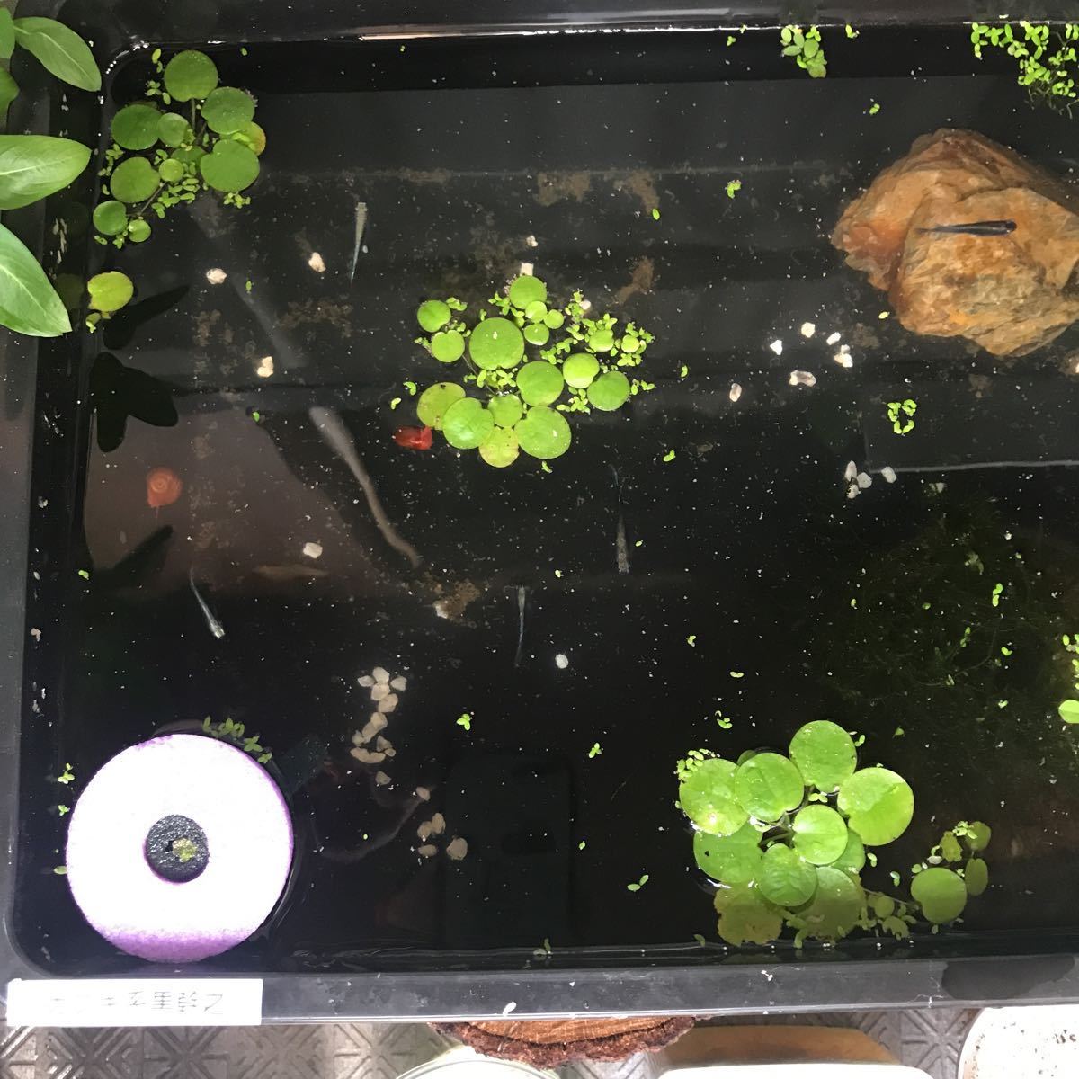 水草4種セット メダカ飼育用 オオサンショウモ サルビニアククラータ アマゾン 浮き草 フロッグ 水草 無農薬 浮き草類 売買されたオークション情報 Yahooの商品情報をアーカイブ公開 オークファン Aucfan Com