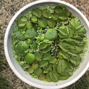 サルビニア ククラータのヤフオク の相場 価格を見る ヤフオク のサルビニア ククラータのオークション売買情報は73件が掲載されています