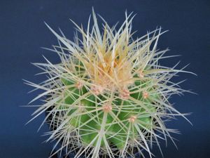 金鯱 サボテンのヤフオク の相場 価格を見る ヤフオク の金鯱 サボテンのオークション売買情報は64件が掲載されています