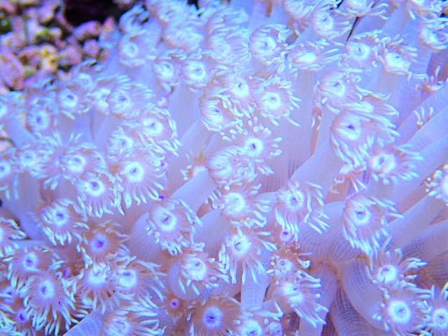 ☆1円スタート！ ハナガササンゴ【センターブルー】＊【北海道・沖縄・九州(福岡は除く)発送不可！！】 FM！ 一発オークション 沖縄産 -「珊瑚」(ペット、生き物) の落札相場・落札価格 九州・沖縄共同制作番組「世界一の九州が始まる！」のお知らせ(協業