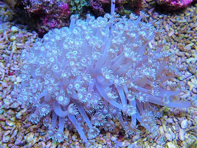 ☆1円スタート！ ハナガササンゴ【センターブルー】＊【北海道・沖縄・九州(福岡は除く)発送不可！！】 FM！ 一発オークション 沖縄産 -「珊瑚」(ペット、生き物) の落札相場・落札価格 九州・沖縄共同制作番組「世界一の九州が始まる！」のお知らせ(協業