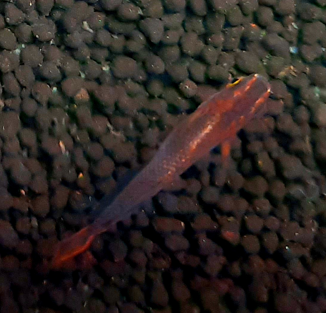 極上濃朱黒紅龍めだか 本家直系極上紅龍メダカの有精卵 A 補償分 期間限定増量中 めだか 売買されたオークション情報 Yahooの商品情報をアーカイブ公開 オークファン Aucfan Com