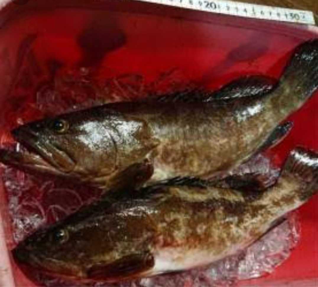 クエ アラ モロコ 対馬 二匹セット 天然 高級 激安 絶品 魚 魚 売買されたオークション情報 Yahooの商品情報をアーカイブ公開 オークファン Aucfan Com