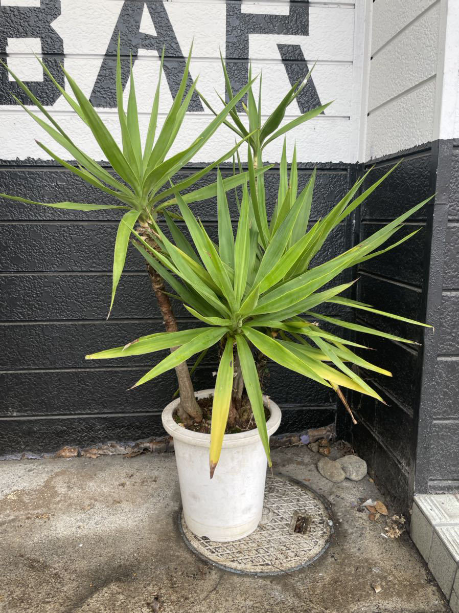 ユッカ エレファンティペス こちらの現物を送ります ユッカ 売買されたオークション情報 Yahooの商品情報をアーカイブ公開 オークファン Aucfan Com