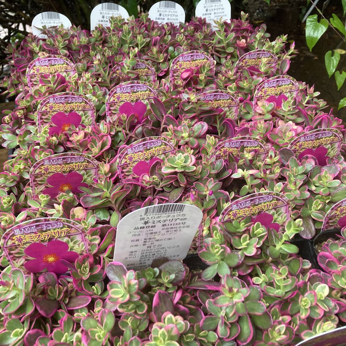 18 Off 送料無料 斑入り ポーチュラカ 植物 苗 花 Atak Com Br
