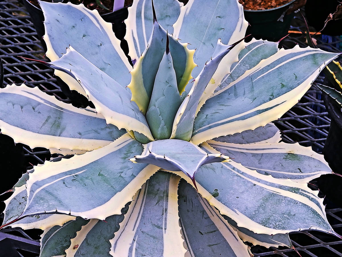 [ぺてぃのお店] アガベ ホワイトエッジ Agave potatorum marginata