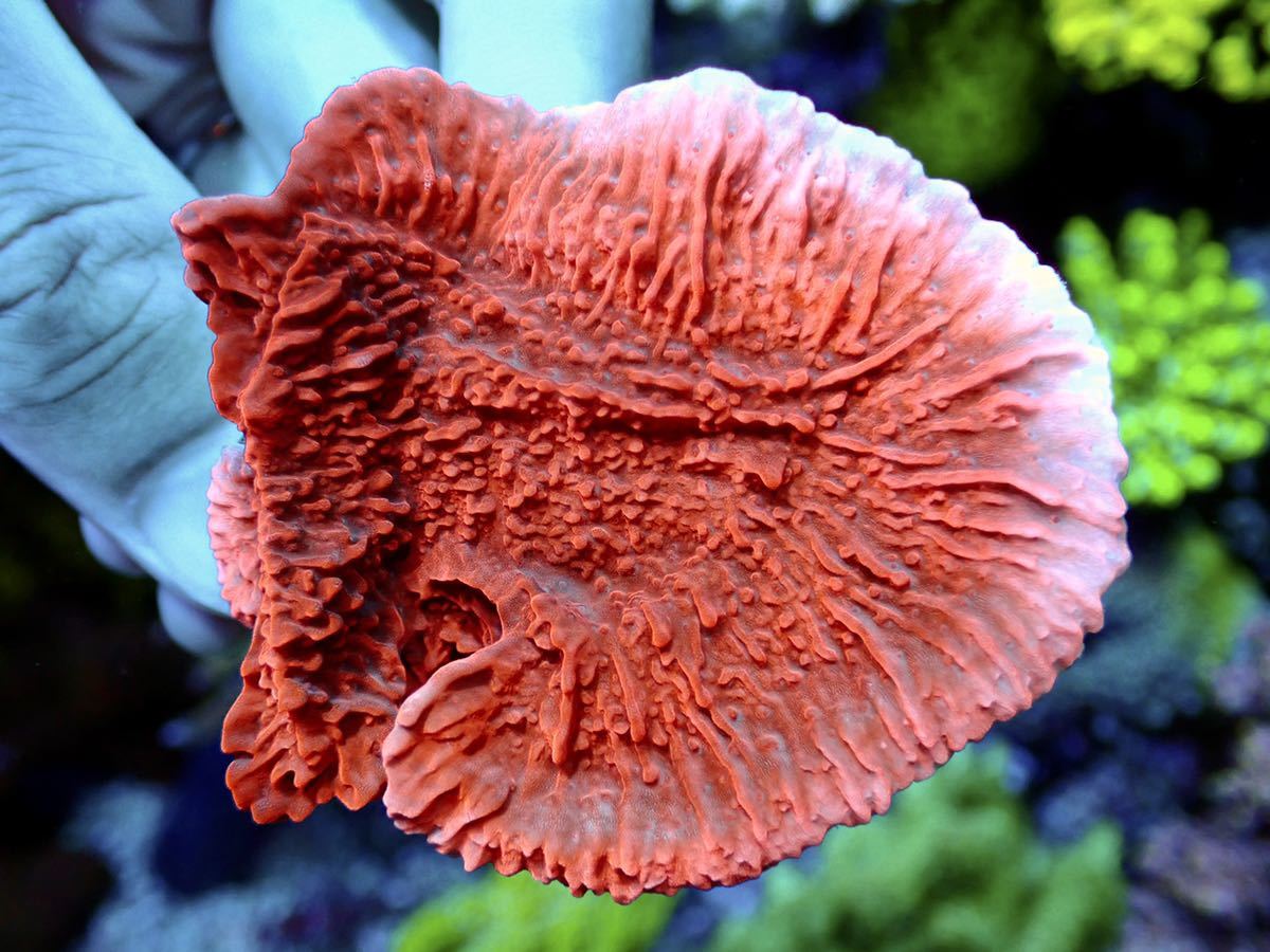 Montipora foliosa ウスコモンサンゴ レッドタイプ(サンゴ)｜売買され 