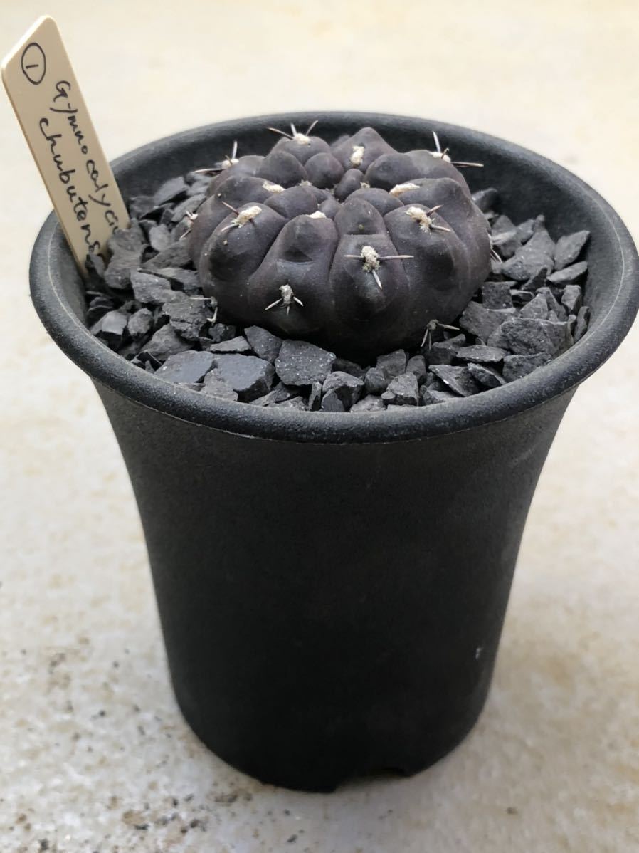 ギムノカリキウム | Gymnocalycium 黒刺鳳頭 RIMO'S RYOKU バルディア