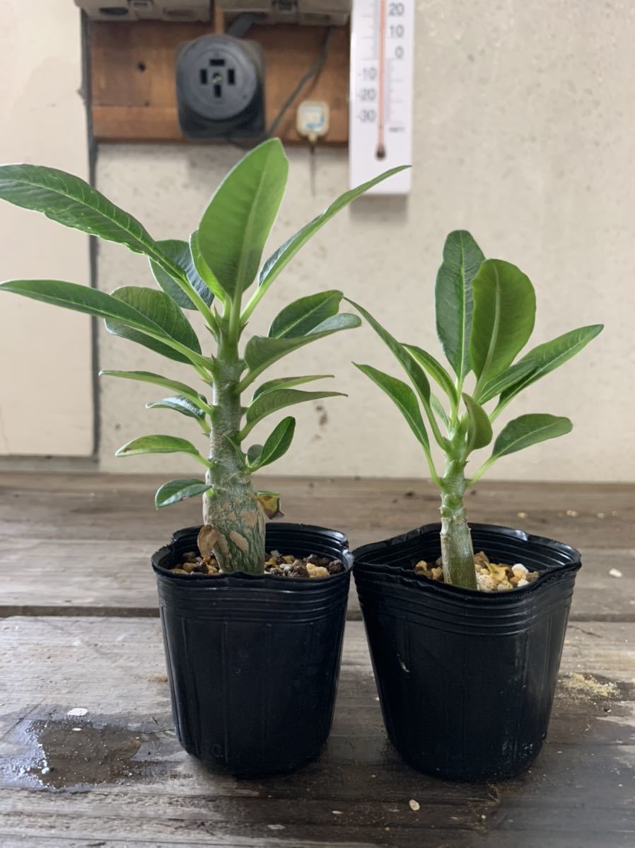 パキポディウム・ウィンゾリー 5-7 パキポディウム ウィンゾリー 2株セット pachypodium windsorii