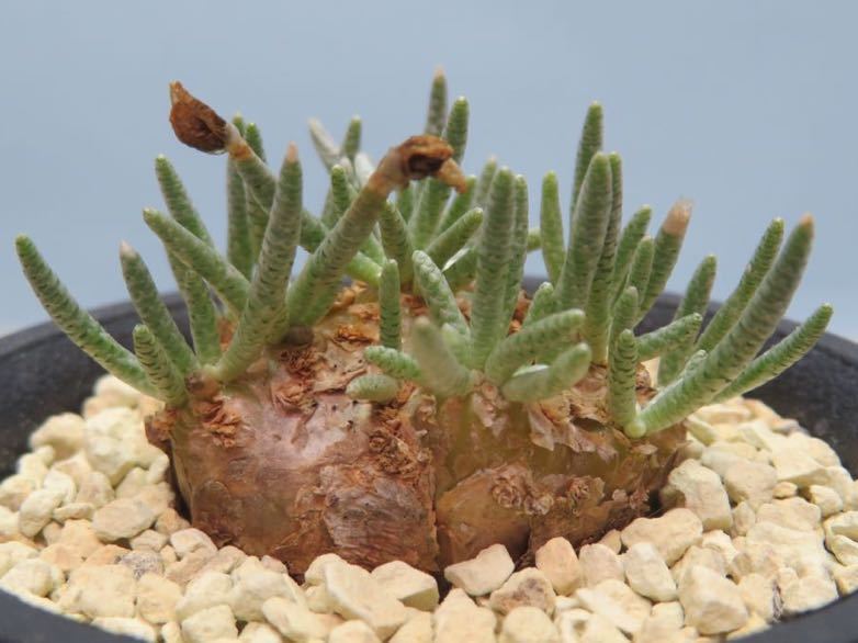 多肉植物 アボニア クイナリア アルストニー 赤花 Avonia