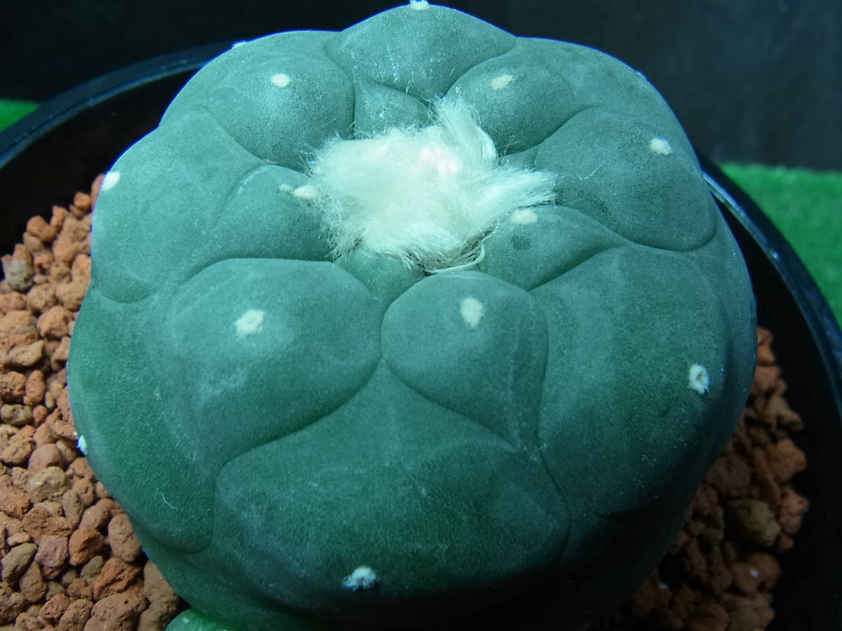 疣銀冠玉 実生 Yahoo!オークション サボテン 谷田貝 Cactus Green 