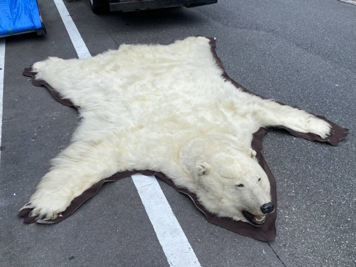 白熊 シロクマ しろくま 剥製 敷物 インテリア 全長315cm