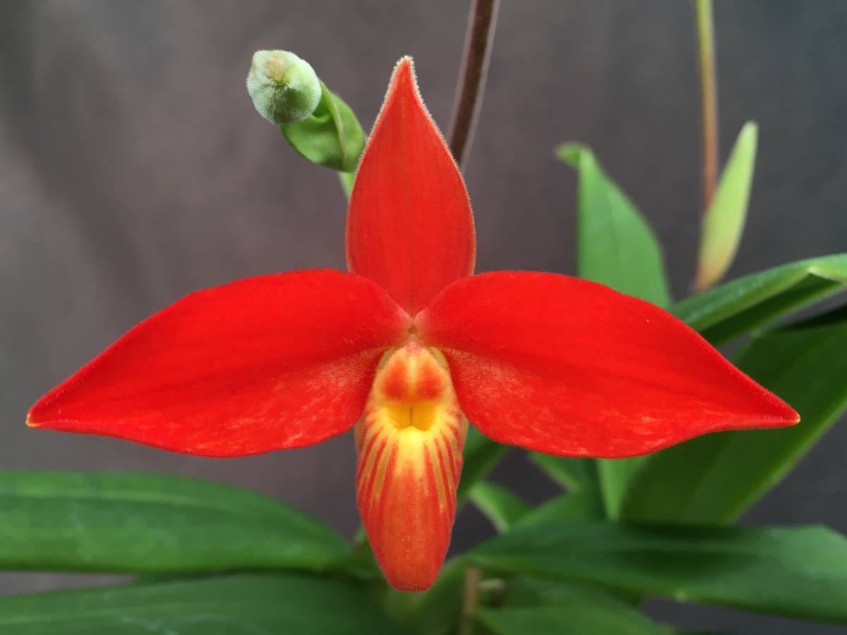 洋蘭 原種 特別出品 フラグミペディウム属 Phrag.dalessandroi 花茎が分枝するベッセ 現在入手不可 花茎1本開花直前 今年度ラスト一株
