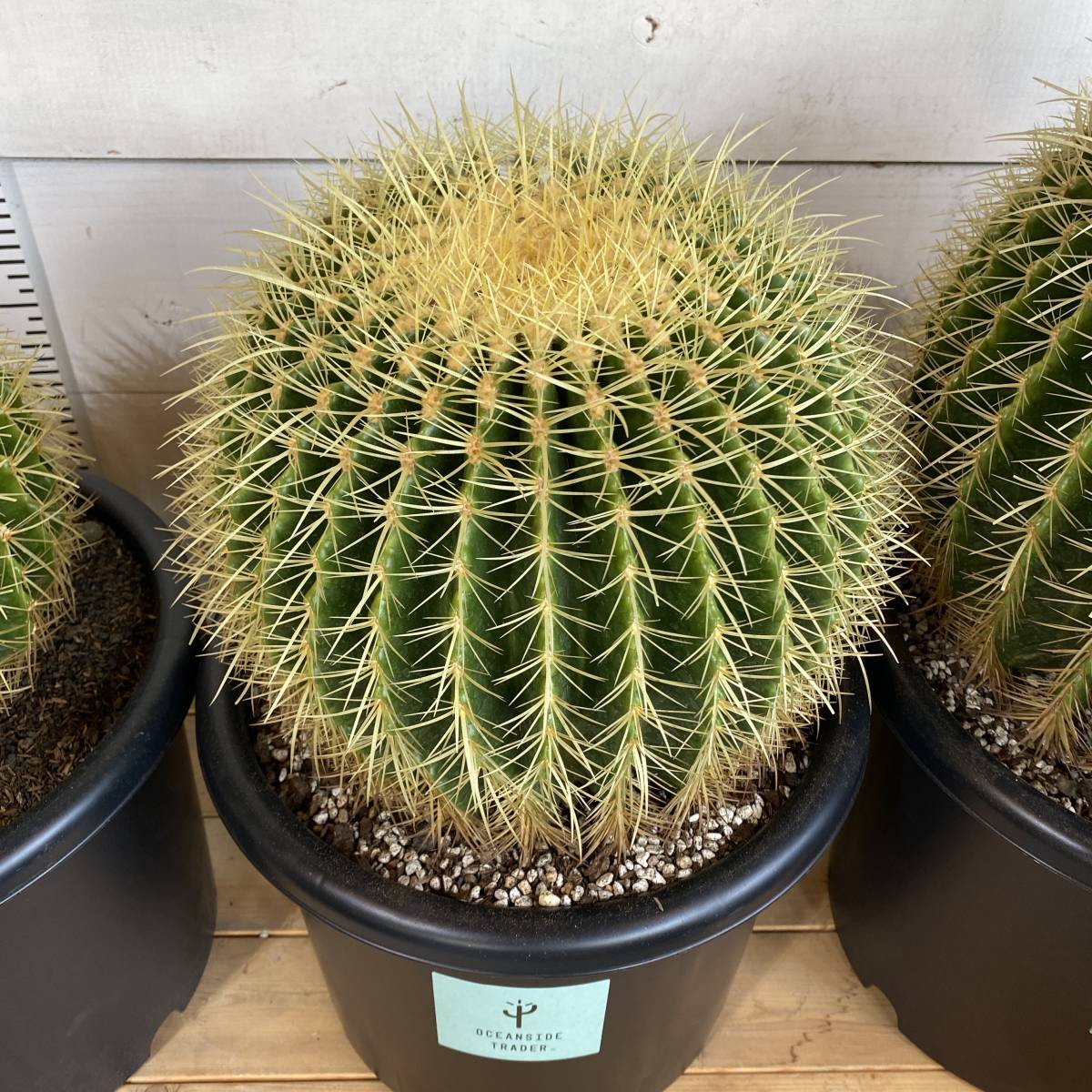 A06＜SS級＞金鯱サボテン 25cm玉 9号(Echinocactus grusonii)＜耐寒性