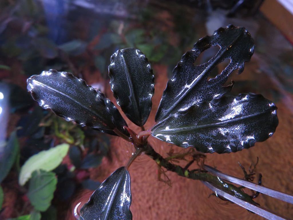 ブセファランドラ Bucephalandra sp Mukok black | - sp. メルカリ