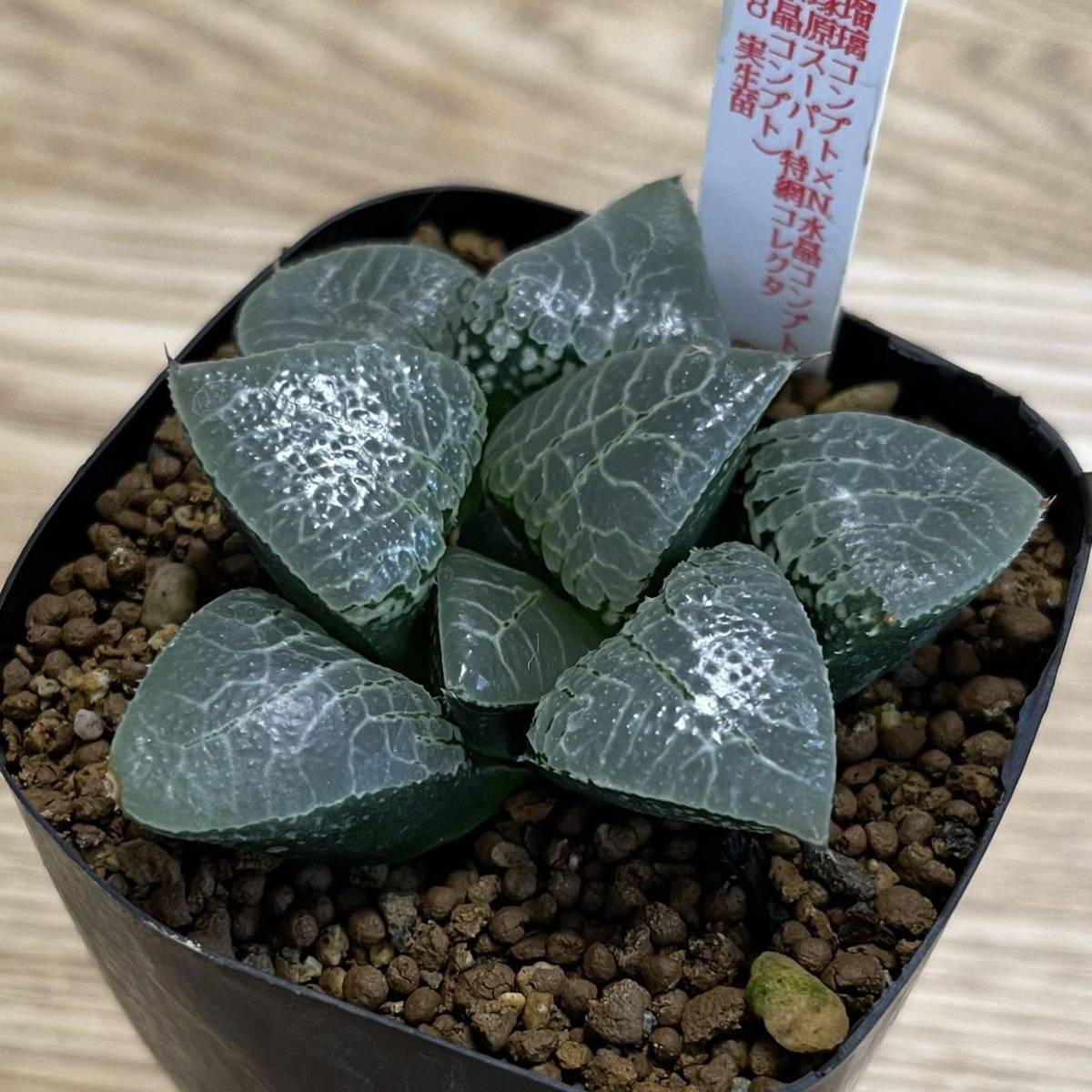 観葉植物 ハオルチア 瑠璃水晶コンプト錦