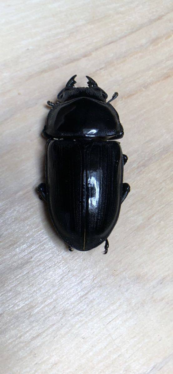 同腹最大80mm韮崎産オオクワガタ ヒラタクワガタ ♀のみトリオ