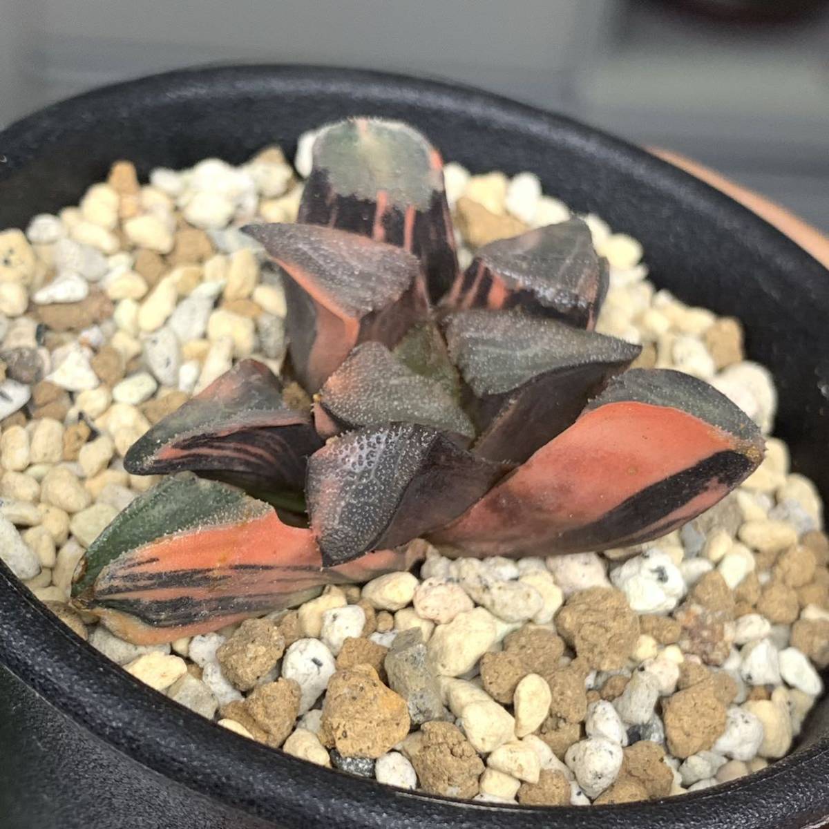 30a 多肉植物 ハオルチア　常玉コレクタ錦　自家繁殖　鉢植え発送 ハオルチア コレクタ錦 多肉植物 公式通販 ≧∇≦）多肉植物 極上斑