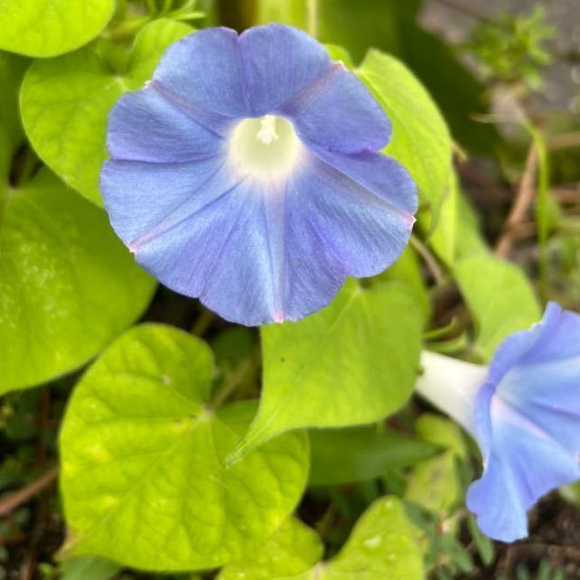 おしゃれなアイテムを取り揃えた通販サイト アサガオ 花の種 ５０粒 6db0d468 高評価の贈り物 Pn Batam Go Id