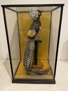 剥製 鳥のYahoo!オークション(旧ヤフオク!)の相場・価格を見る｜Yahoo