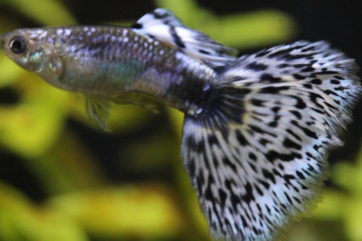 所沢熱帯魚」 所沢熱帯魚 2ペア 若魚 - 所沢 アイボリーモザイク 所沢熱帯魚」 所沢熱帯魚 2ペア 若魚 - 所沢 アイボリーモザイク