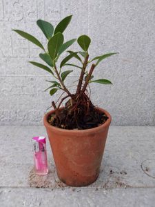 ガジュマルのヤフオク の相場 価格を見る ヤフオク のガジュマルのオークション売買情報は113件が掲載されています