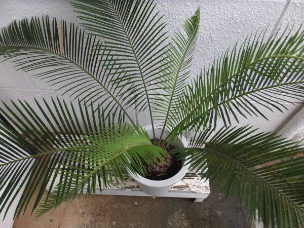 チョロ盛りソテツ3号です ソテツ 3号 蘇鉄 観葉植物 18605 | PLARE