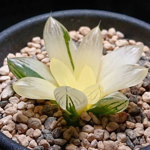 ハオルチア 花火のヤフオク の相場 価格を見る ヤフオク のハオルチア 花火のオークション売買情報は16件が掲載されています