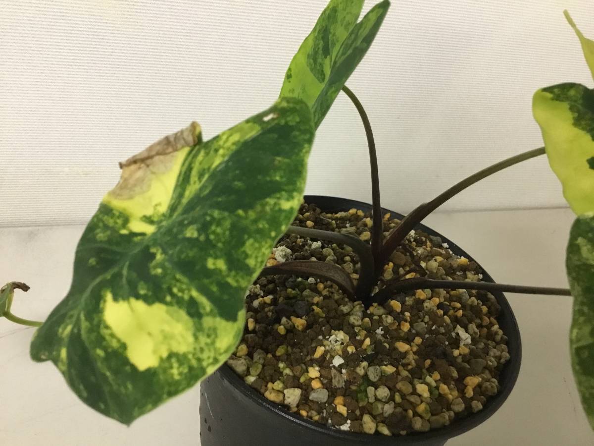 斑入りサトイモ Colocasia Esculenta 山野草 観葉植物 斑入り サトイモ 里芋 里いも 観葉植物 売買されたオークション情報 Yahooの商品情報をアーカイブ公開 オークファン Aucfan Com