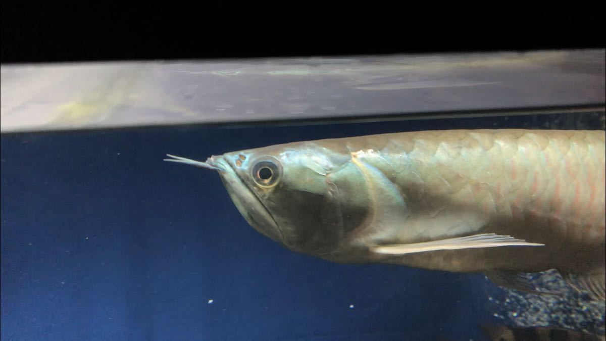 50cm シルバーアロワナ2 ワイルド個体 頭部発色 右の目垂れあり アロワナ 売買されたオークション情報 Yahooの商品情報をアーカイブ公開 オークファン Aucfan Com