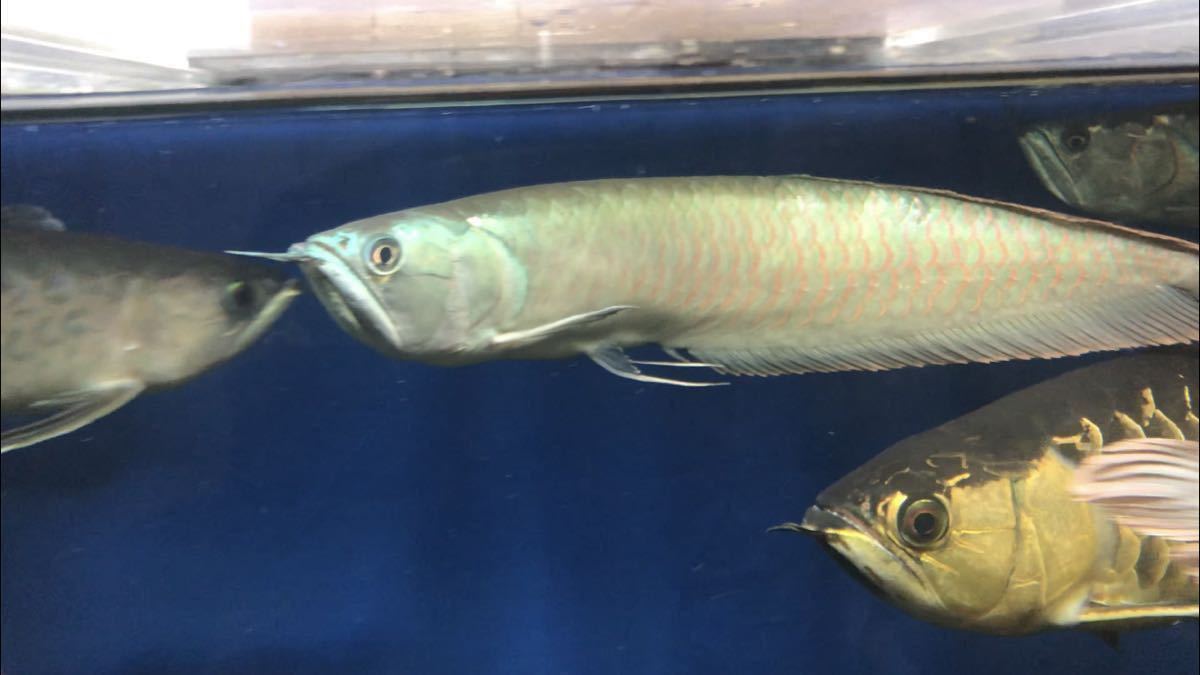 50cm シルバーアロワナ2 ワイルド個体 頭部発色 右の目垂れあり アロワナ 売買されたオークション情報 Yahooの商品情報をアーカイブ公開 オークファン Aucfan Com