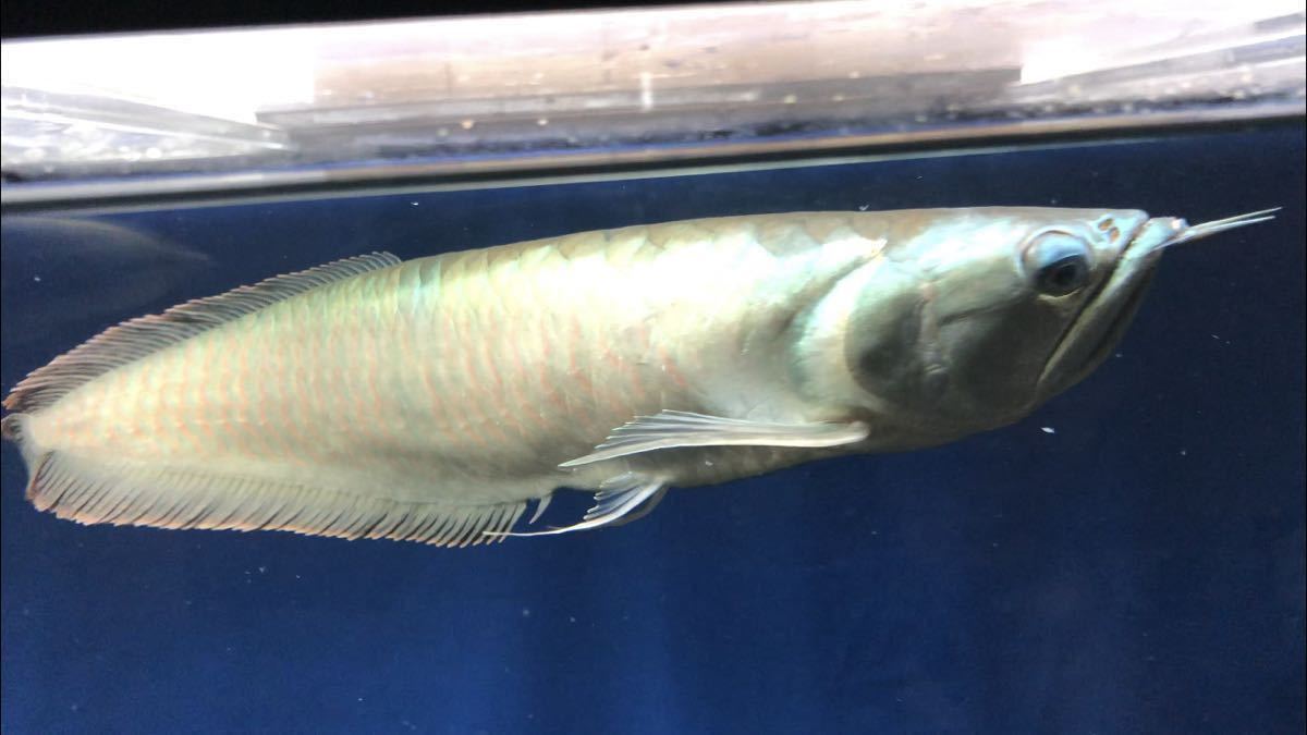 50cm シルバーアロワナ2 ワイルド個体 頭部発色 右の目垂れあり アロワナ 売買されたオークション情報 Yahooの商品情報をアーカイブ公開 オークファン Aucfan Com