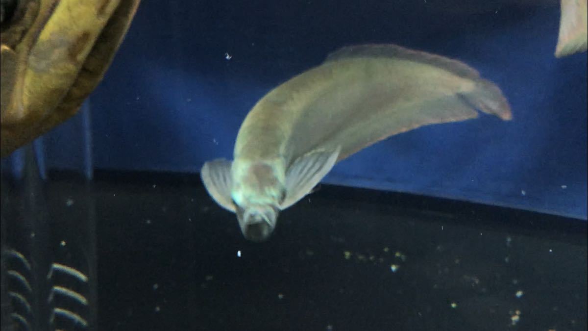 50cm シルバーアロワナ2 ワイルド個体 頭部発色 右の目垂れあり アロワナ 売買されたオークション情報 Yahooの商品情報をアーカイブ公開 オークファン Aucfan Com