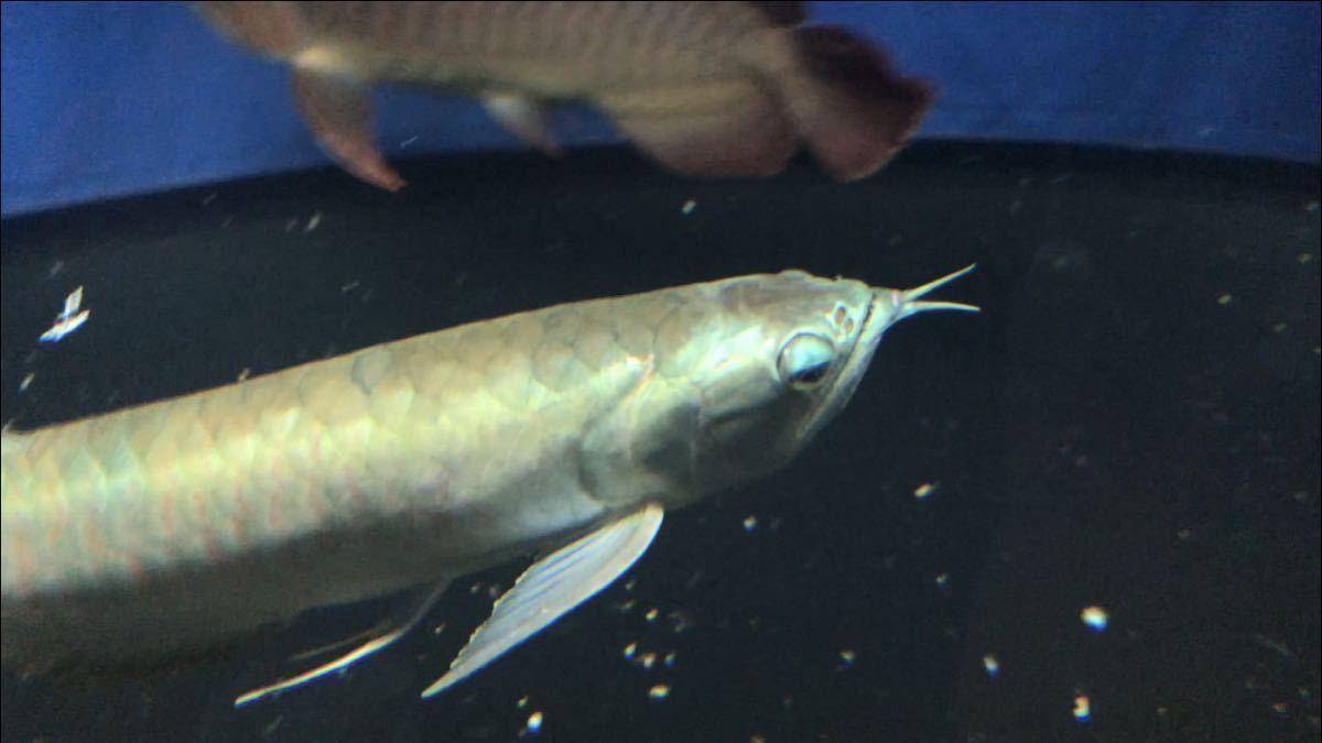 50cm シルバーアロワナ2 ワイルド個体 頭部発色 右の目垂れあり アロワナ 売買されたオークション情報 Yahooの商品情報をアーカイブ公開 オークファン Aucfan Com