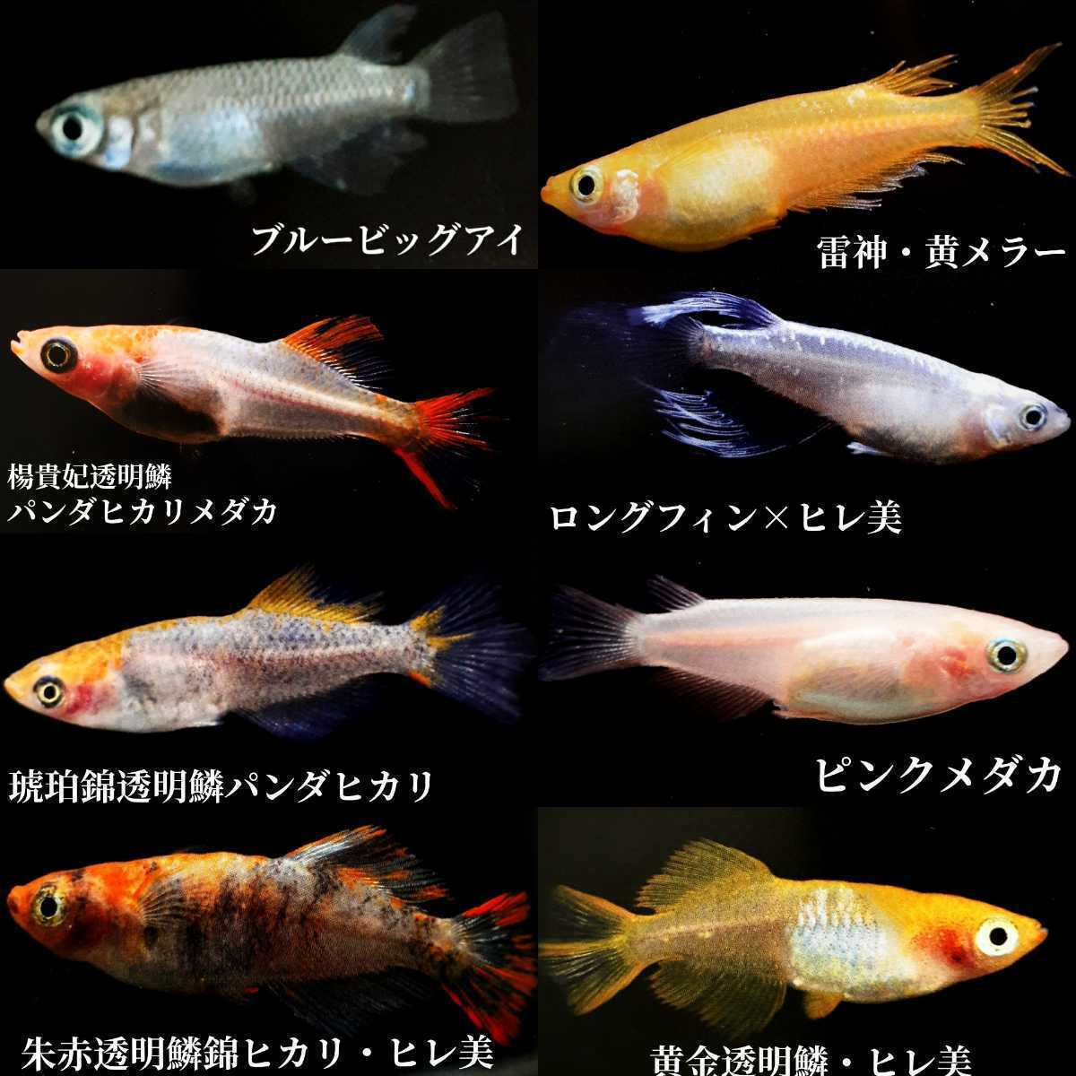 海坊主メダカ ミックスメダカの有精卵 50個 A めだか 売買されたオークション情報 Yahooの商品情報をアーカイブ公開 オークファン Aucfan Com