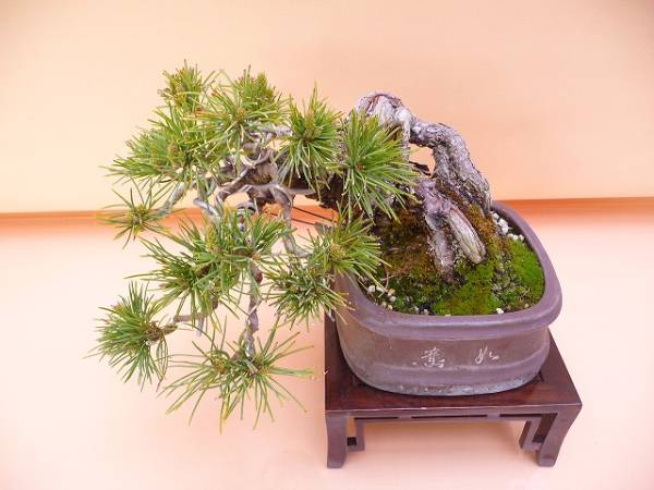 苔聖園』 五葉松 4