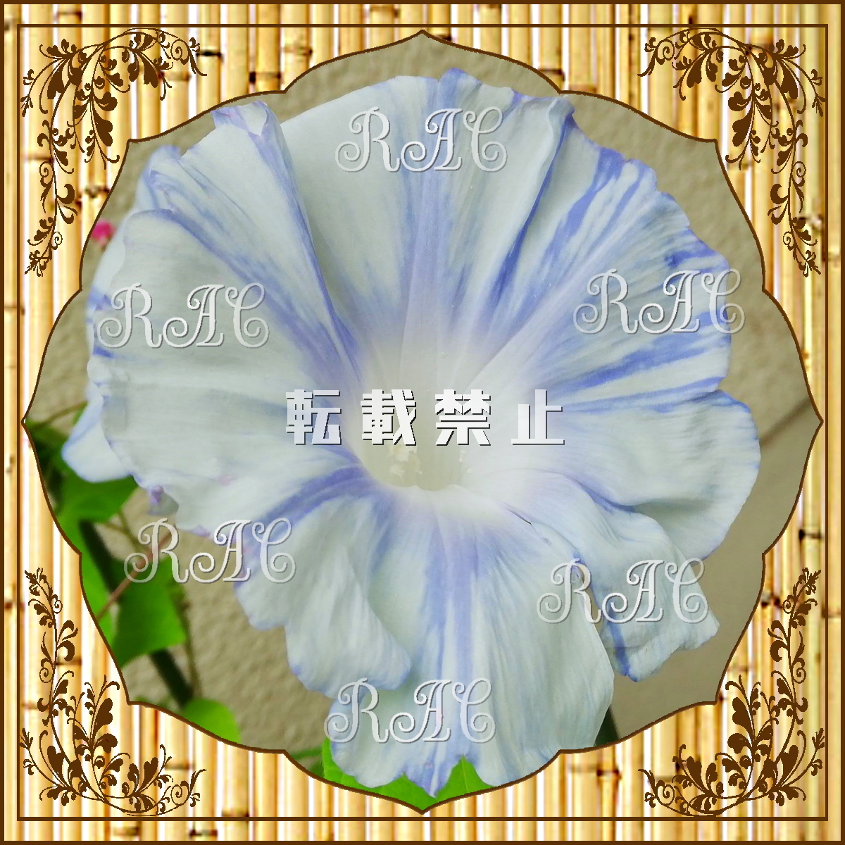 渓流 種 ３粒 大輪朝顔 青斑入蝉葉浅葱縞 アサガオ 売買されたオークション情報 Yahooの商品情報をアーカイブ公開 オークファン Aucfan Com