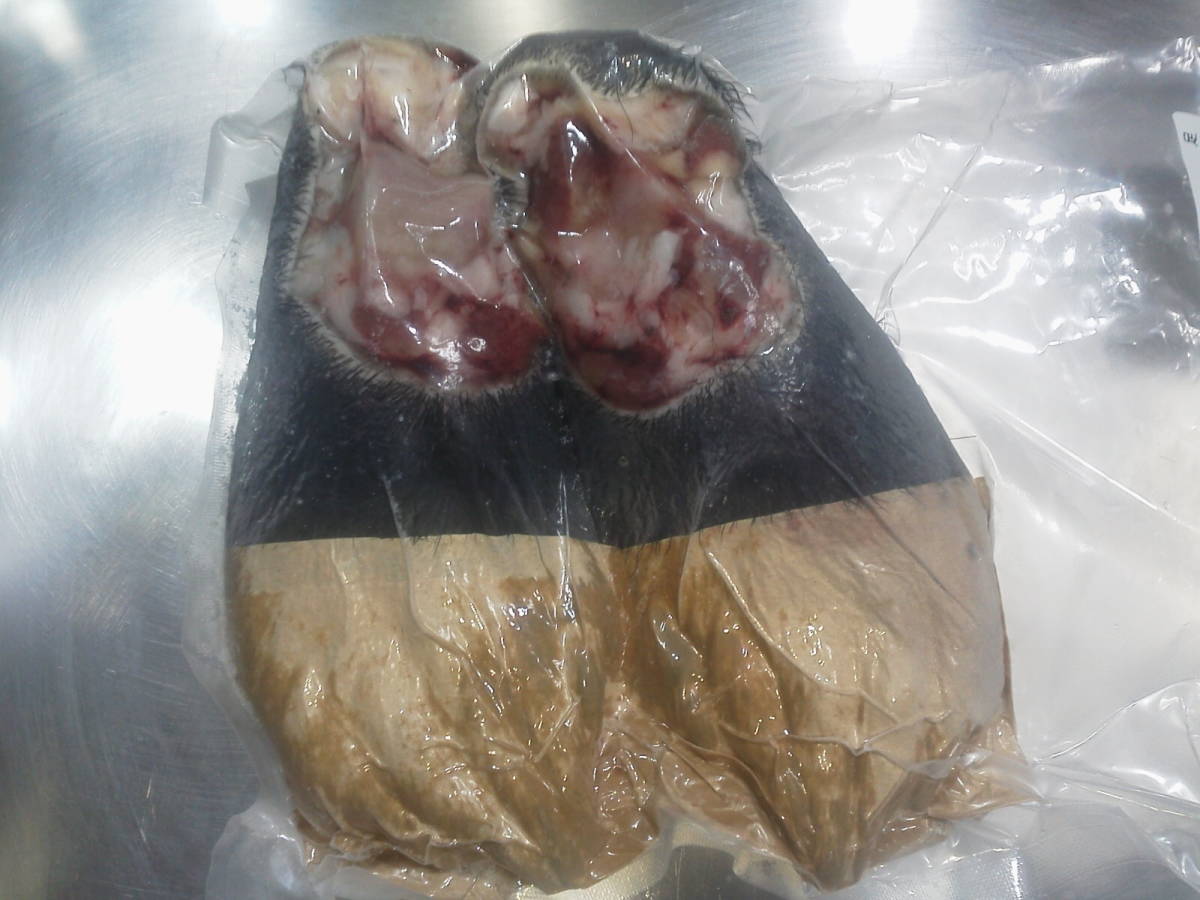 大得価，定番人気 熊肉 足975ｇ(ドッグフード)｜売買されたオークション情報、yahooの商品情報をアーカイブ公開 - オークファン その他