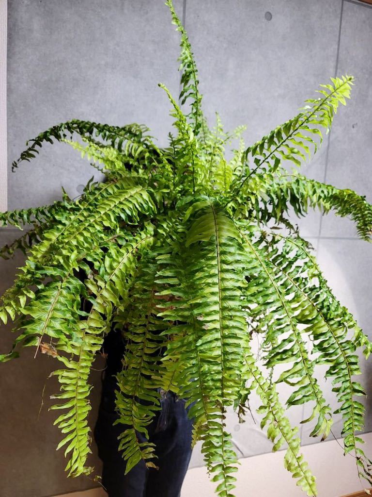 Nephrolepis exaltata ネフロレピス 観葉植物 PLANCHU ハッピー