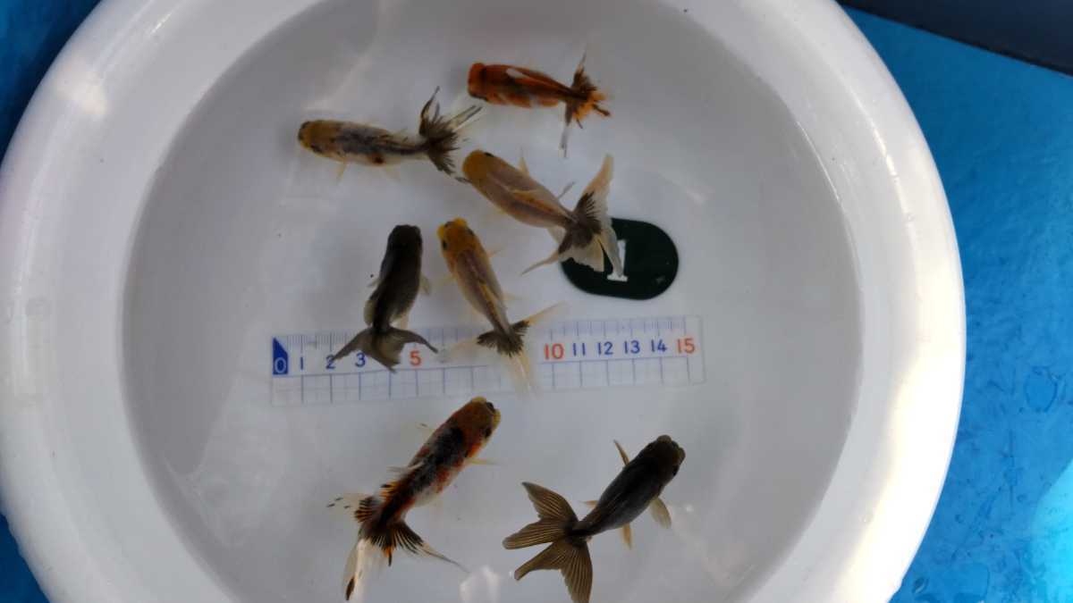 No.1、スズキアズマ錦、７匹_1