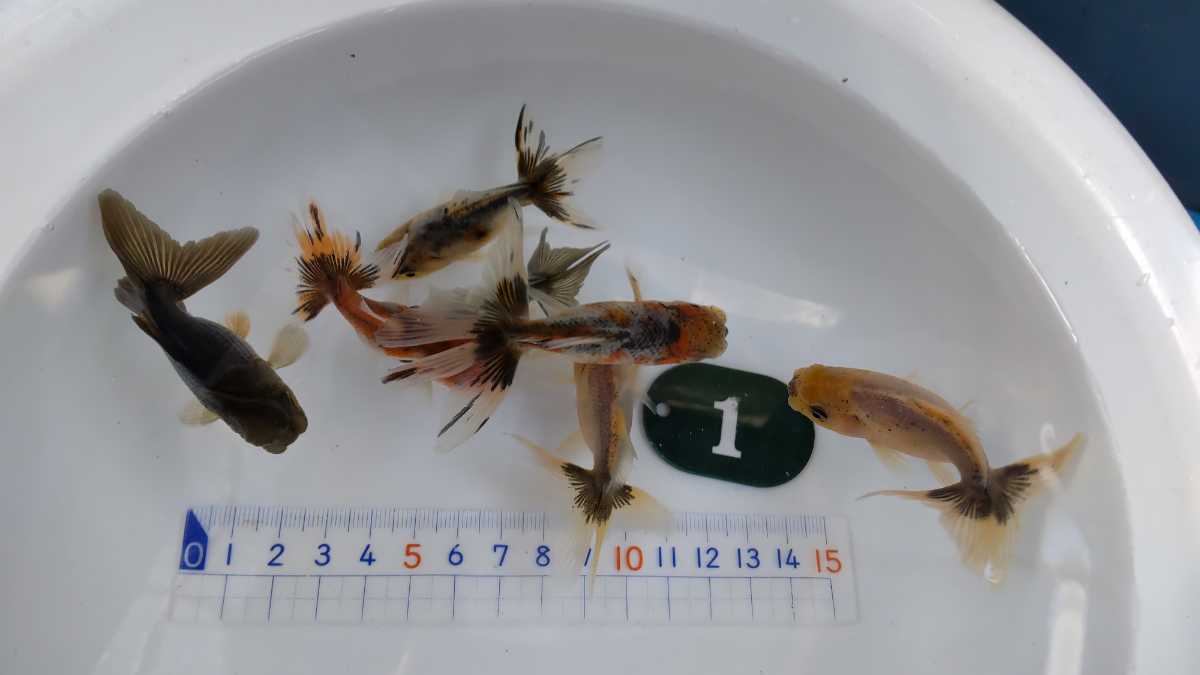 No.1、スズキアズマ錦、７匹_2