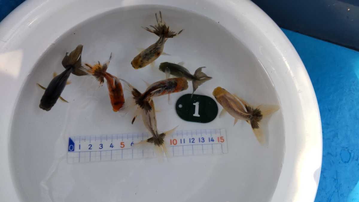 No.1、スズキアズマ錦、７匹_3