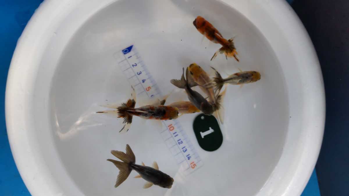 No.1、スズキアズマ錦、７匹_4