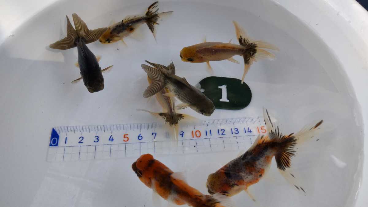 No.1、スズキアズマ錦、７匹_5